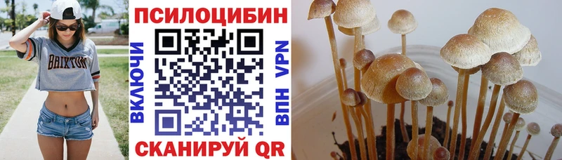 Галлюциногенные грибы Cubensis Гудермес